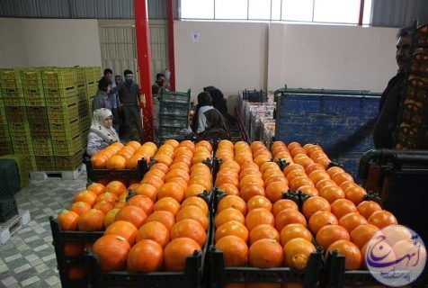 خریداری یک هزار تن میوه شب عید برای استان سمنان